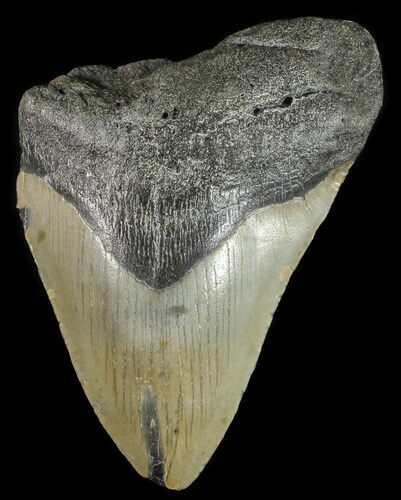 Partial Megalodon Tooth - North Carolina #53746